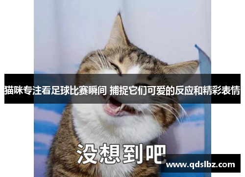 猫咪专注看足球比赛瞬间 捕捉它们可爱的反应和精彩表情